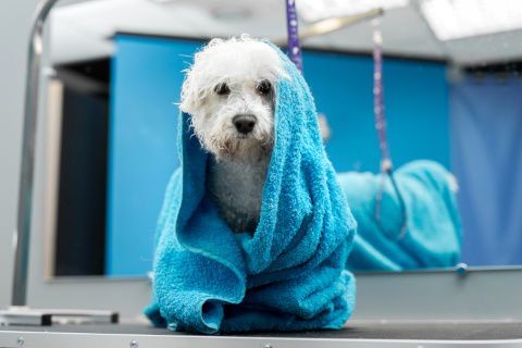 Clean and happy dog after shower in Winchester, illustrating the ease and convenience of a modern walk-in shower setup.